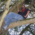 Corsac dans un arbre