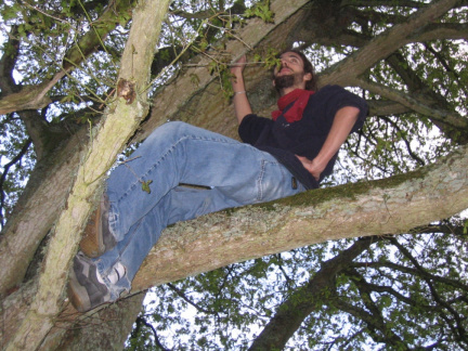 Corsac dans un arbre