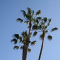 Palmiers à Santa Monica