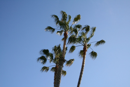 Palmiers à Santa Monica