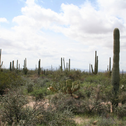 Tucson to Las Cruces (Saguaro National park)