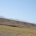 Les fleurs, Death Valley et les montagnes au fond