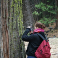 Marie, un sequoïa et du lichen