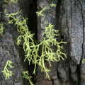 Le lichen (détail)