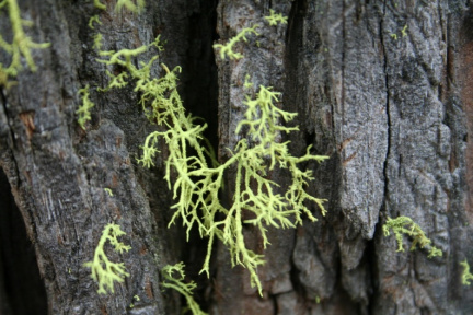 Le lichen (détail)