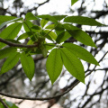 Jeunes feuilles vert fluo (détail)