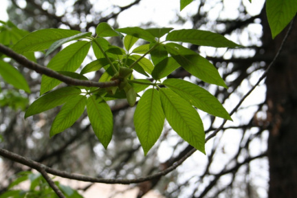 Jeunes feuilles vert fluo (détail)