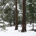 Les sequoïas sous la neige