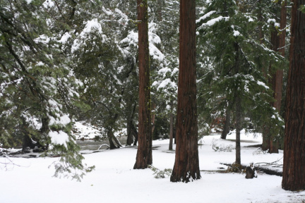 Les sequoïas sous la neige