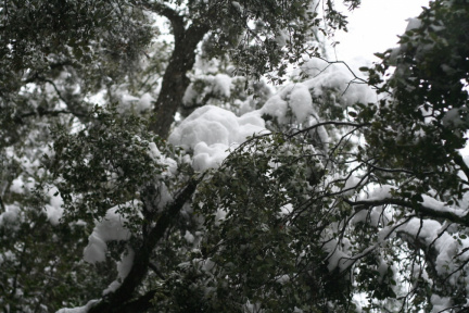 Les paquets de neige dans les branches