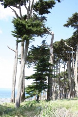 Les arbres au bord de l'océan