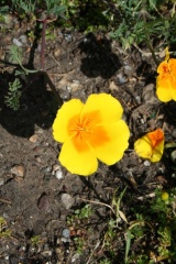 Une fleur jaune (?)