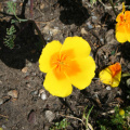 Une fleur jaune (?)