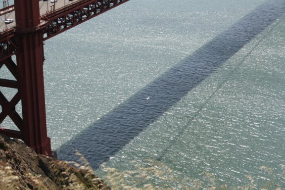 Une mouette sous le golden gate bridge