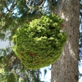 Une boule de branches dans un arbre
