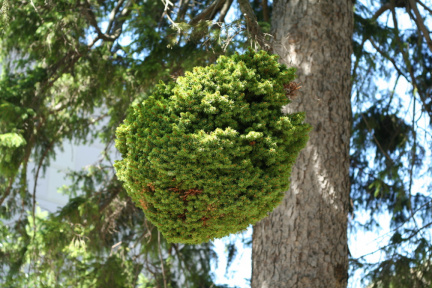 Une boule de branches dans un arbre