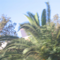 Downtown derrière un palmier